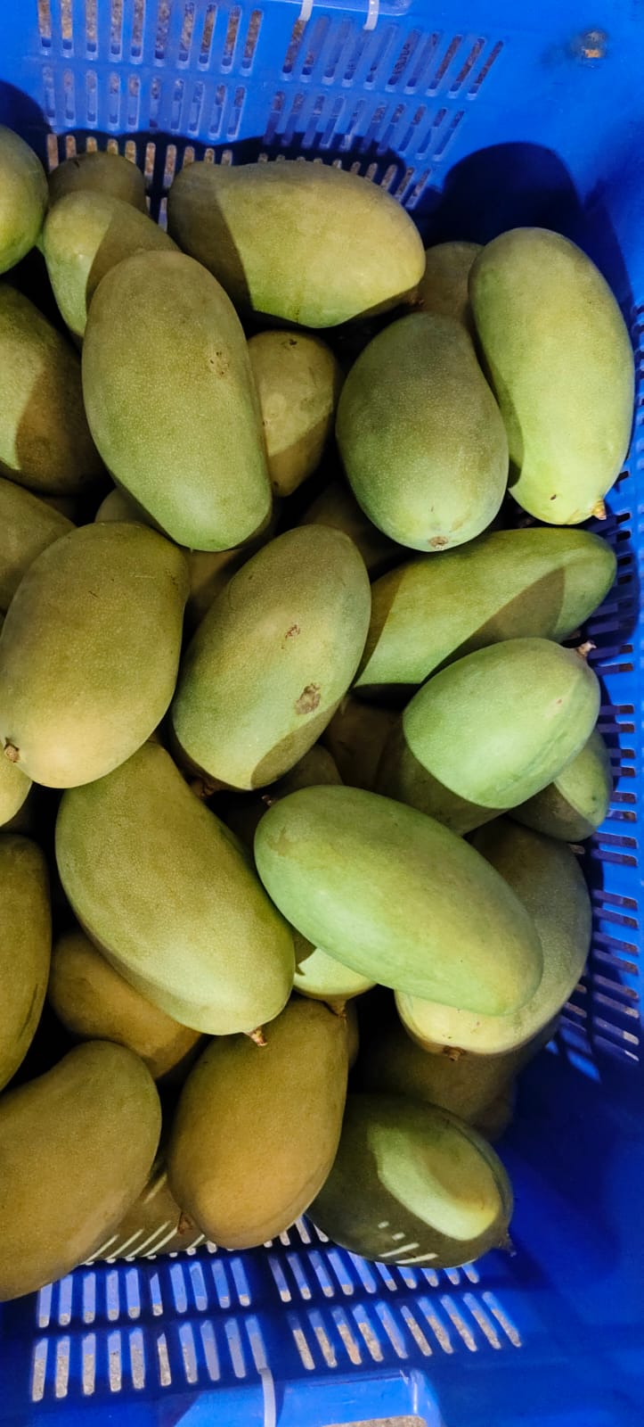 banginapally mangoes banginapally mangoes